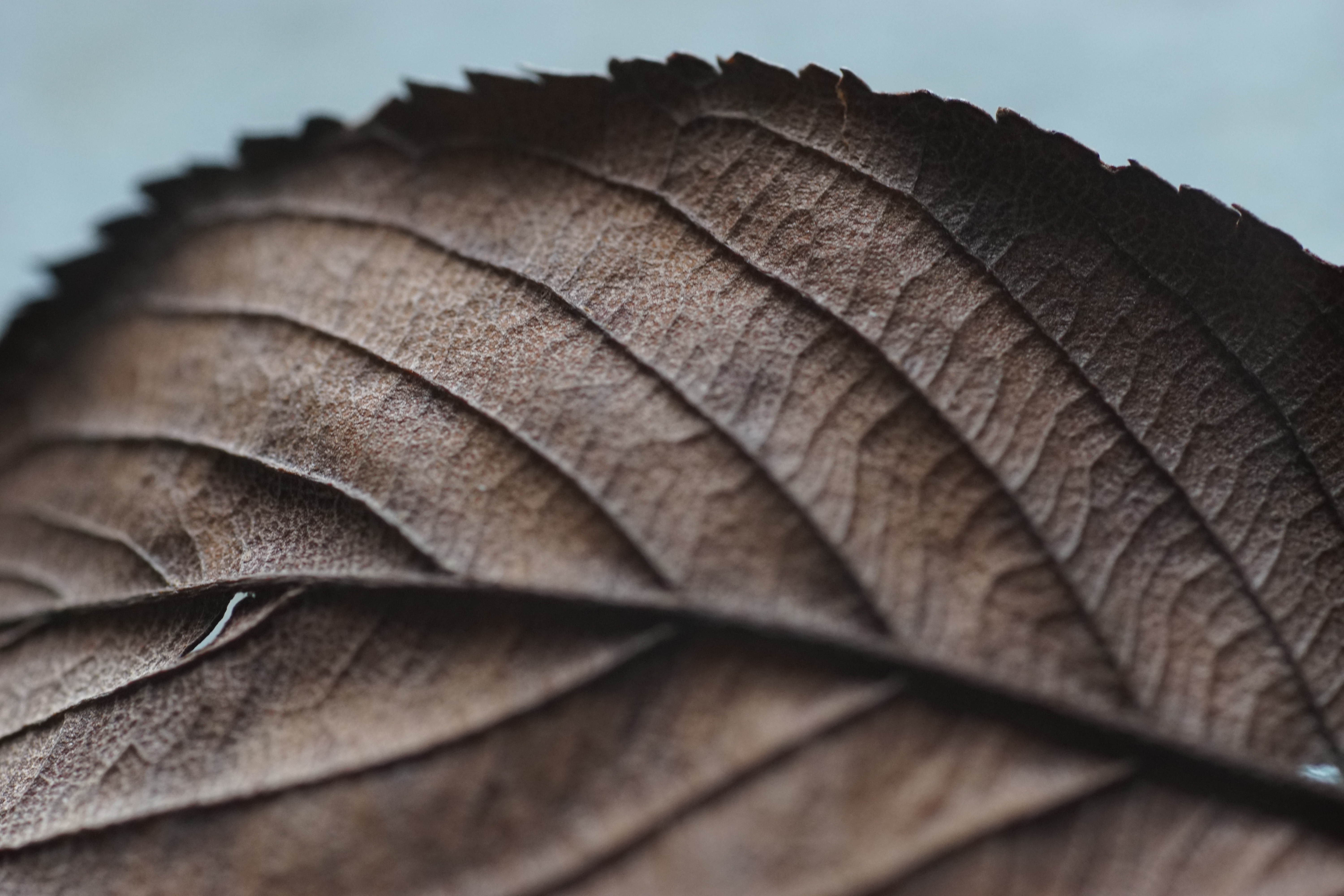 Leaf by Hiroyuki Igarashi via Unsplash