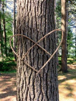 lake tree heart (Jeannie)